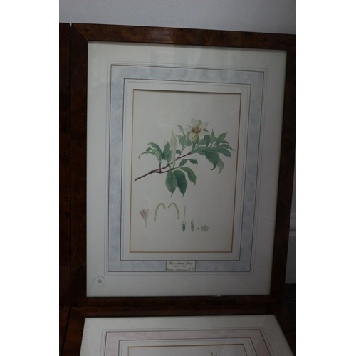 242 - 4 x Framed and glazed limited edition prints. Kew garden floral. Has certificate of origin on rear