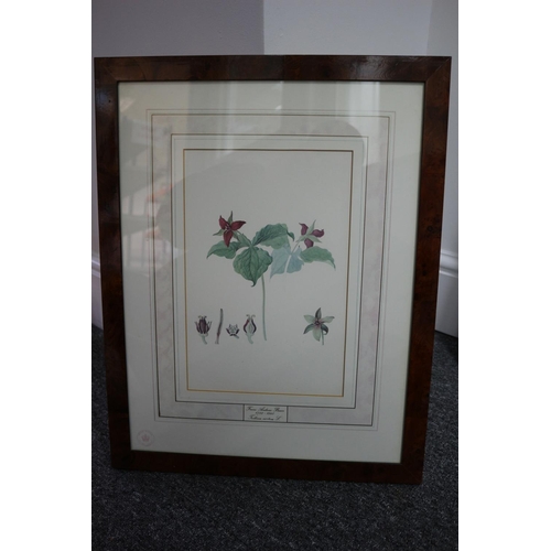 242 - 4 x Framed and glazed limited edition prints. Kew garden floral. Has certificate of origin on rear