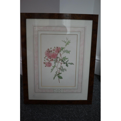 242 - 4 x Framed and glazed limited edition prints. Kew garden floral. Has certificate of origin on rear