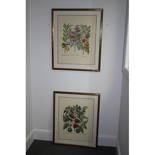 244 - 2 x Large framed and glazed, subject of fruits and vegetables