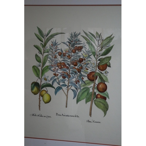 244 - 2 x Large framed and glazed, subject of fruits and vegetables