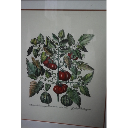 244 - 2 x Large framed and glazed, subject of fruits and vegetables