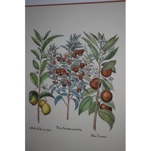 244 - 2 x Large framed and glazed, subject of fruits and vegetables