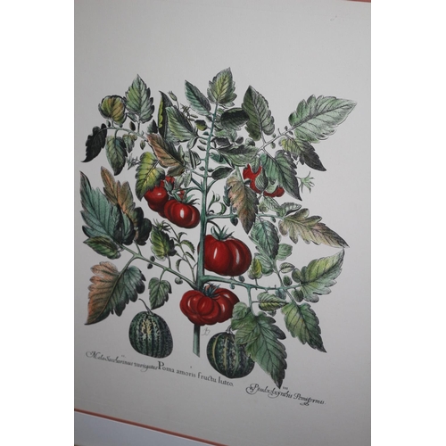 244 - 2 x Large framed and glazed, subject of fruits and vegetables