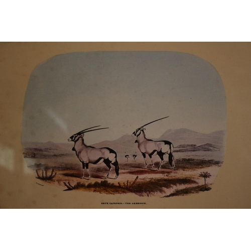 58 - A set of Four framed and glazed African prints Depicting Antelopes