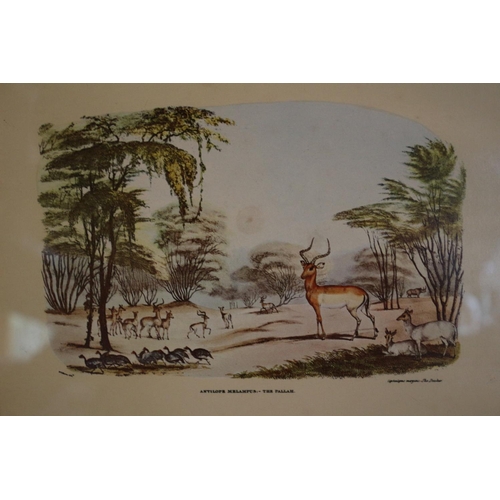 58 - A set of Four framed and glazed African prints Depicting Antelopes