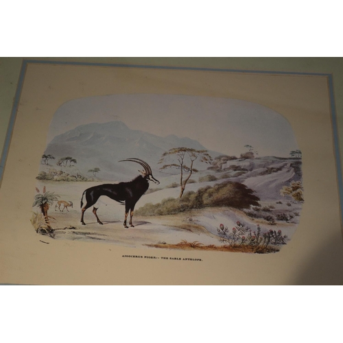 58 - A set of Four framed and glazed African prints Depicting Antelopes