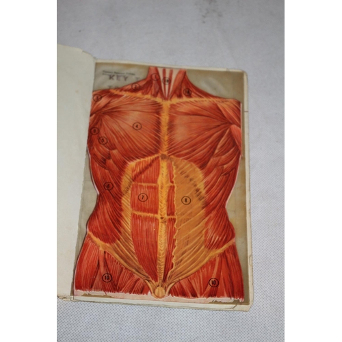 66 - A Booklet  The Transart Anatomical Atlas  The Torso