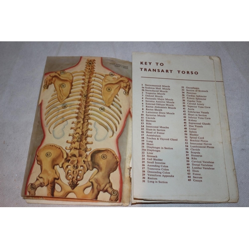 66 - A Booklet  The Transart Anatomical Atlas  The Torso