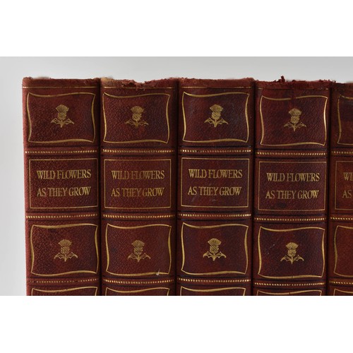 104 - A Collection of Seven Vintage Books Titled Wild Flowers as They Grow