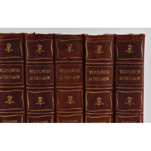 104 - A Collection of Seven Vintage Books Titled Wild Flowers as They Grow