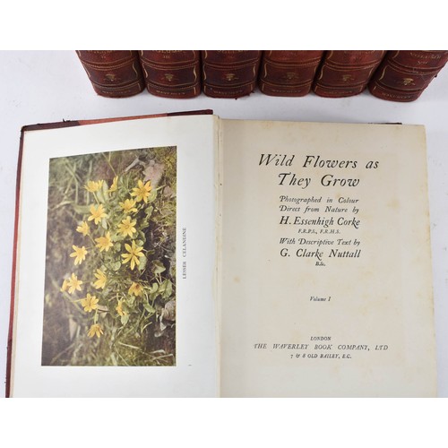 104 - A Collection of Seven Vintage Books Titled Wild Flowers as They Grow