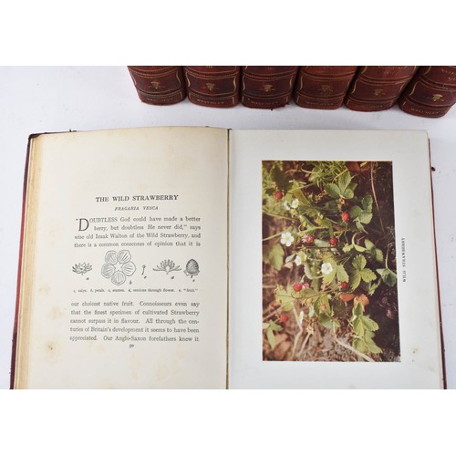 104 - A Collection of Seven Vintage Books Titled Wild Flowers as They Grow