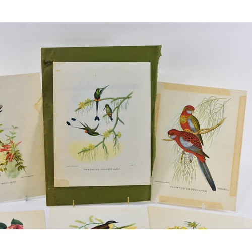 265 - A Collection Of Vintage Prints Of Birds And Flowers