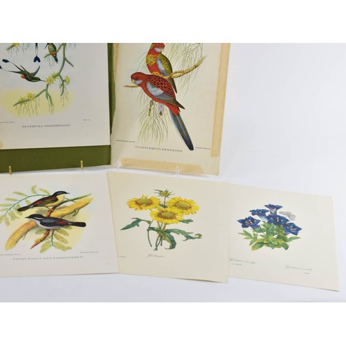 265 - A Collection Of Vintage Prints Of Birds And Flowers