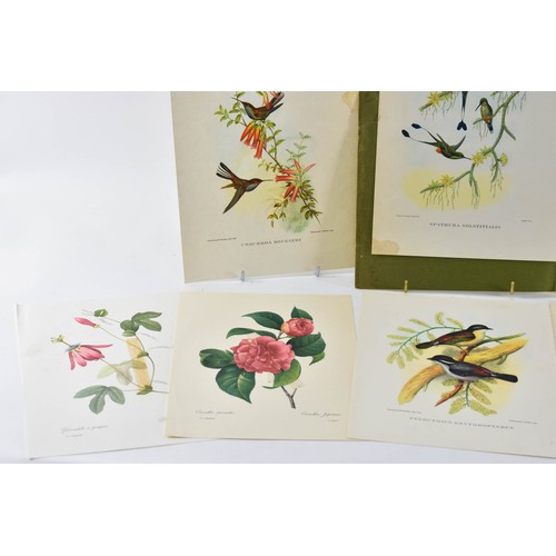 265 - A Collection Of Vintage Prints Of Birds And Flowers