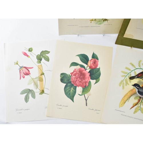 265 - A Collection Of Vintage Prints Of Birds And Flowers