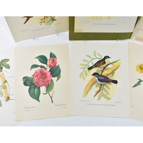 265 - A Collection Of Vintage Prints Of Birds And Flowers