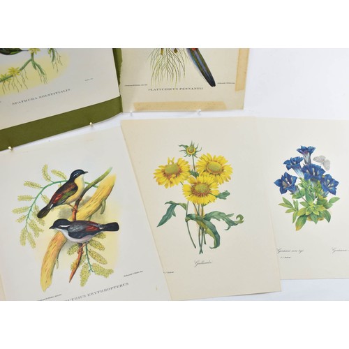 265 - A Collection Of Vintage Prints Of Birds And Flowers