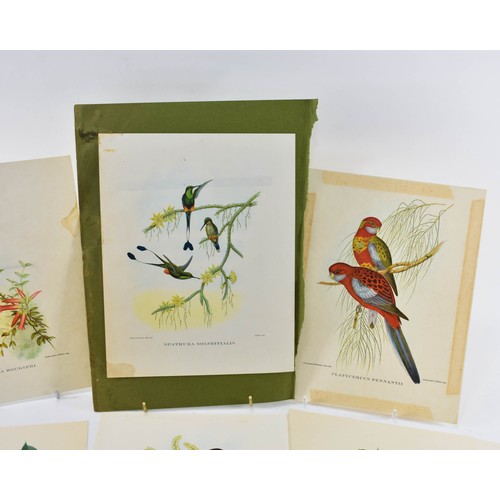 265 - A Collection Of Vintage Prints Of Birds And Flowers