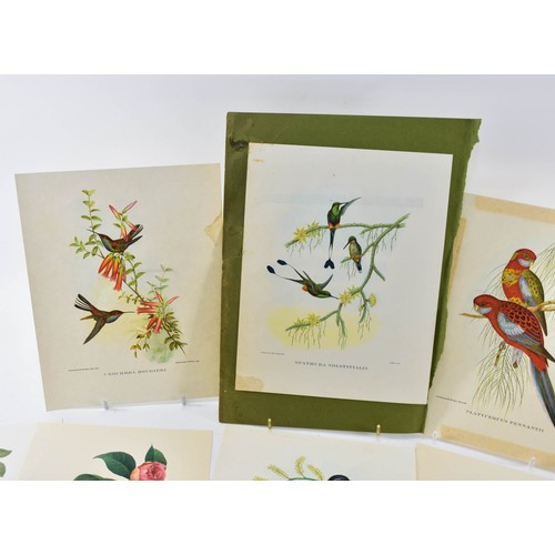 265 - A Collection Of Vintage Prints Of Birds And Flowers