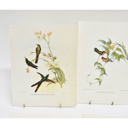 463 - 4 Vintage Book Plates Featuring Birds. Each Measures 24cm x 18.5cm.