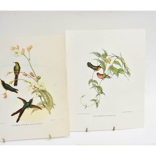 463 - 4 Vintage Book Plates Featuring Birds. Each Measures 24cm x 18.5cm.