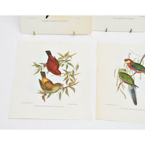 463 - 4 Vintage Book Plates Featuring Birds. Each Measures 24cm x 18.5cm.