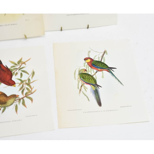 463 - 4 Vintage Book Plates Featuring Birds. Each Measures 24cm x 18.5cm.