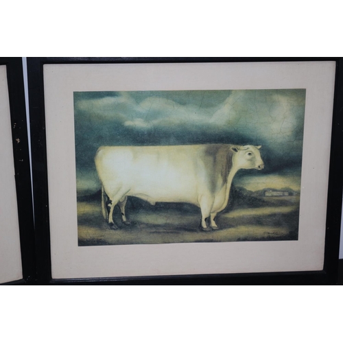 55 - 2 Framed And Glazed Prints Of A Sheep And Cow 55cm x43cm