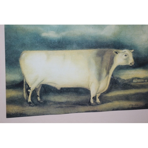 55 - 2 Framed And Glazed Prints Of A Sheep And Cow 55cm x43cm