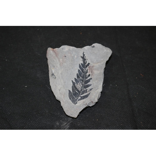 62 - A Fossilized Fern Leaf 9cm Long