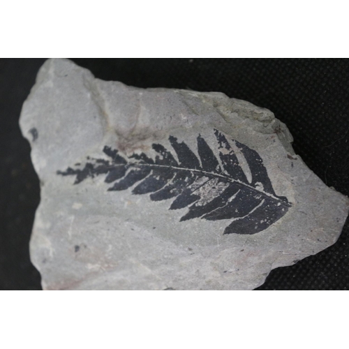 62 - A Fossilized Fern Leaf 9cm Long