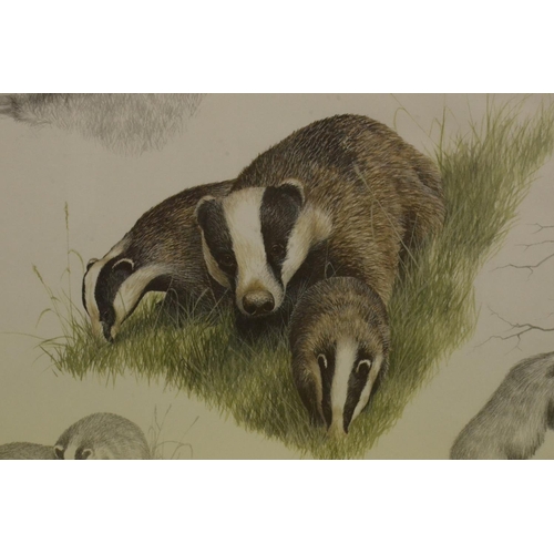 148 - A Framed and Glazed Print of Badgers by Nigel Hemming