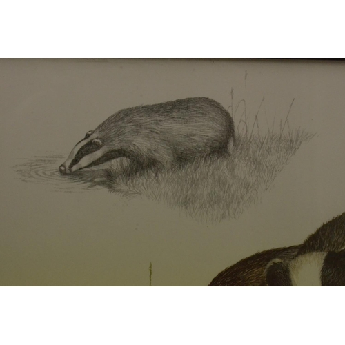 148 - A Framed and Glazed Print of Badgers by Nigel Hemming