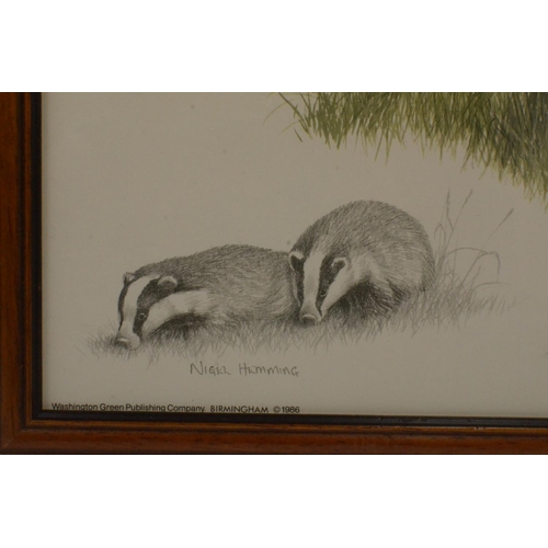 148 - A Framed and Glazed Print of Badgers by Nigel Hemming