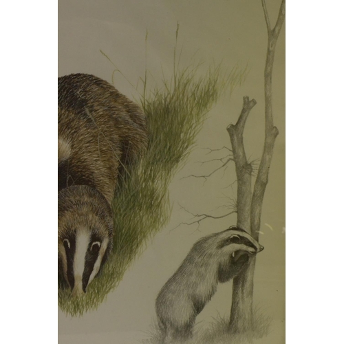 148 - A Framed and Glazed Print of Badgers by Nigel Hemming