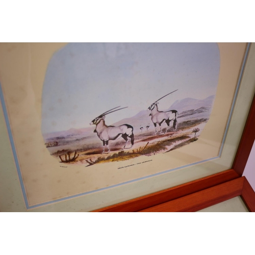 377 - 4 x Prints of Antelope In Great Wooden Frames 44cm x 38cm