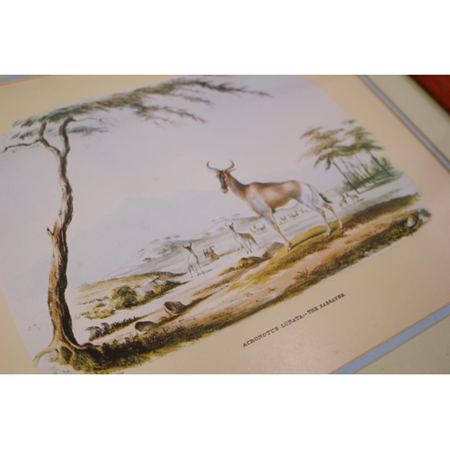 377 - 4 x Prints of Antelope In Great Wooden Frames 44cm x 38cm