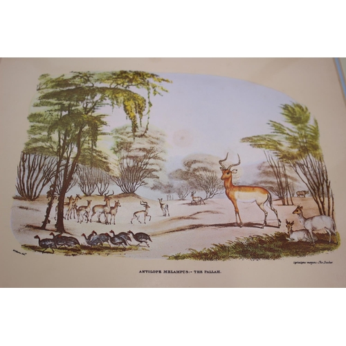 377 - 4 x Prints of Antelope In Great Wooden Frames 44cm x 38cm