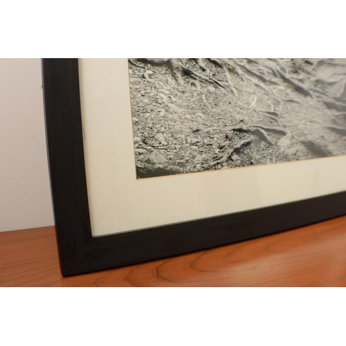 587 - Medium Format Black & White Photographic Prints Framed and Glazed of trees Both 45x45cm