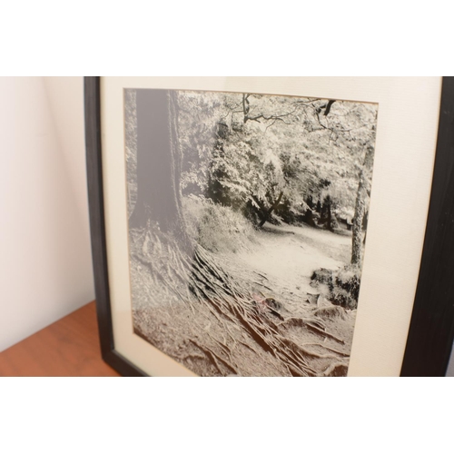 587 - Medium Format Black & White Photographic Prints Framed and Glazed of trees Both 45x45cm