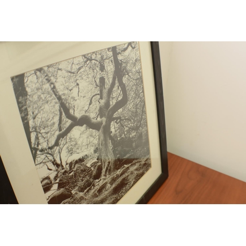 587 - Medium Format Black & White Photographic Prints Framed and Glazed of trees Both 45x45cm