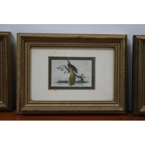 85 - 3 Antique Bird Prints Framed and Glazed 19CM X 14 CM