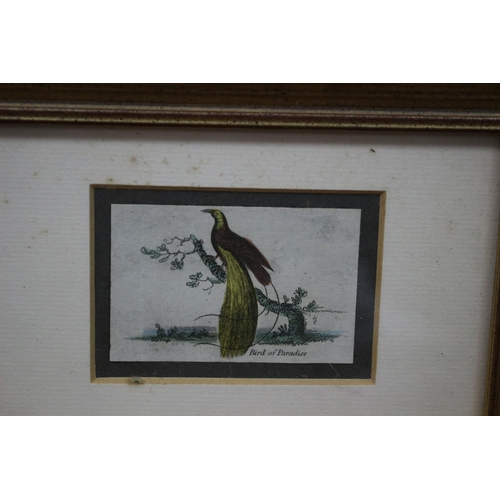 85 - 3 Antique Bird Prints Framed and Glazed 19CM X 14 CM