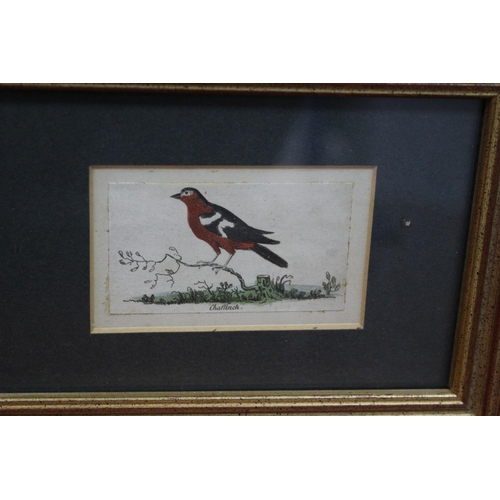 85 - 3 Antique Bird Prints Framed and Glazed 19CM X 14 CM