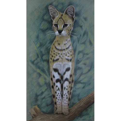 64 - Original Watercolour & Mixed Media Painting of Wild Cat - Superb Detail - Framed & Glazed - Signed W... 