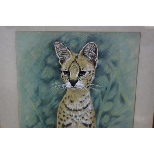 64 - Original Watercolour & Mixed Media Painting of Wild Cat - Superb Detail - Framed & Glazed - Signed W... 