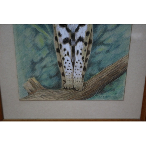 64 - Original Watercolour & Mixed Media Painting of Wild Cat - Superb Detail - Framed & Glazed - Signed W... 