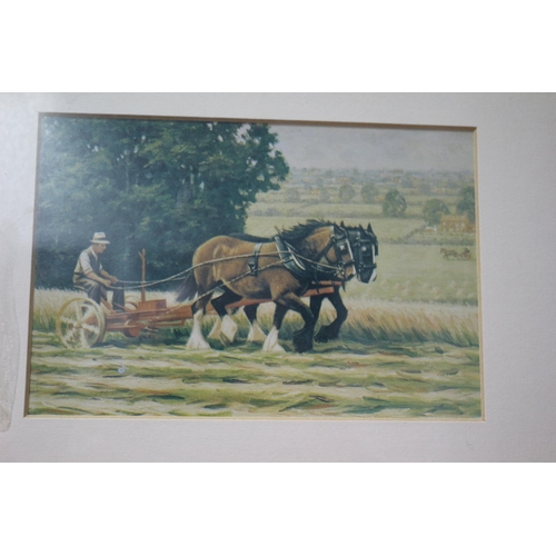 292 - 3 x Prints of Working Shire Horses of a Bygone Era - Framed and Glazed